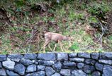 White tailed deer walking on a rock wall